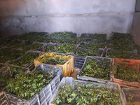 परिक्षणको लागि हुम्ला पुग्यो बोधिचित्त वृक्ष ।