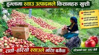 न्युनतम् मुल्यमै स्याउ विक्र गर्न थाले हुम्ला किषानहरु ।