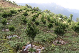 नवलपरासीमा सुन्तला जातको फलफूल खेती दोब्बरले वृद्धि