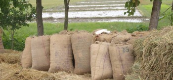 धान नबिकेपछि झापाका किसान चिन्तित