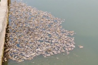 मत्स्य विकास केन्द्रमा माछाका भुरा उत्पादनमा समस्या