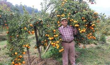 ३७ वर्ष शिक्षण पेशामा बिताएर सुन्तला खेतीमा रमाउँदै  अनन्तबहादुर