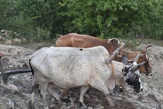 हलगोरु पाल्ने किसानलाई १० हजार रुपैयाँ अनुदान