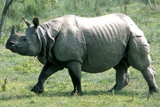 गैंडाबाट २ पर्यटक जोगाएर आफू अस्ताए