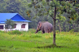 हात्ती आतंकबाट, १५ दिनभित्र ४ जनाको मृत्यु