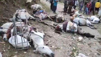 मुगुमा करेन्ट लागेर १० खच्चर मरे