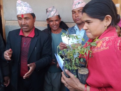 परिक्षणको लागि हुम्ला पुग्यो बोधिचित्त वृक्ष ।