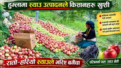 न्युनतम् मुल्यमै स्याउ विक्र गर्न थाले हुम्ला किषानहरु ।