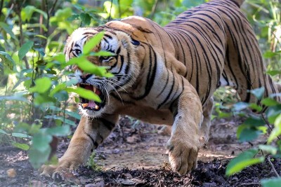 पर्सामा बाघको आक्रमणबाट  एक युवकको मृत्यु