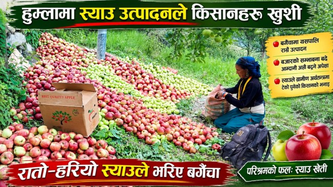 न्युनतम् मुल्यमै स्याउ विक्र गर्न थाले हुम्ला किषानहरु ।