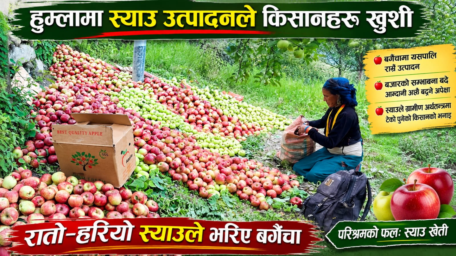 न्युनतम् मुल्यमै स्याउ विक्र गर्न थाले हुम्ला किषानहरु ।