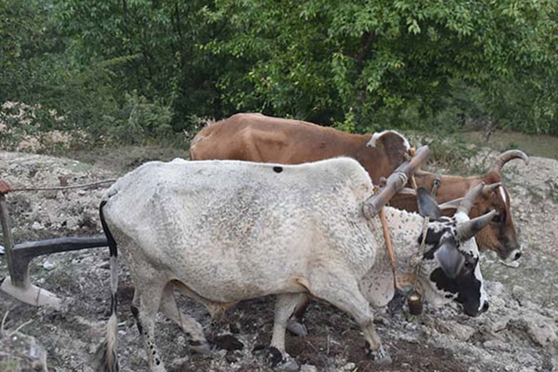 हलगोरु पाल्ने किसानलाई १० हजार रुपैयाँ अनुदान