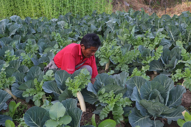 विदेशबाट फर्केर स्वदेशमा कृषि व्यवसाय