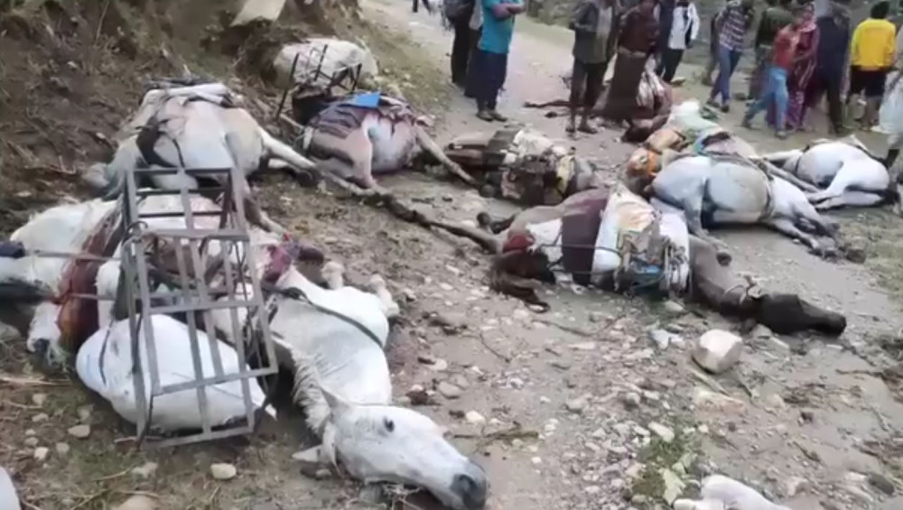 मुगुमा करेन्ट लागेर १० खच्चर मरे