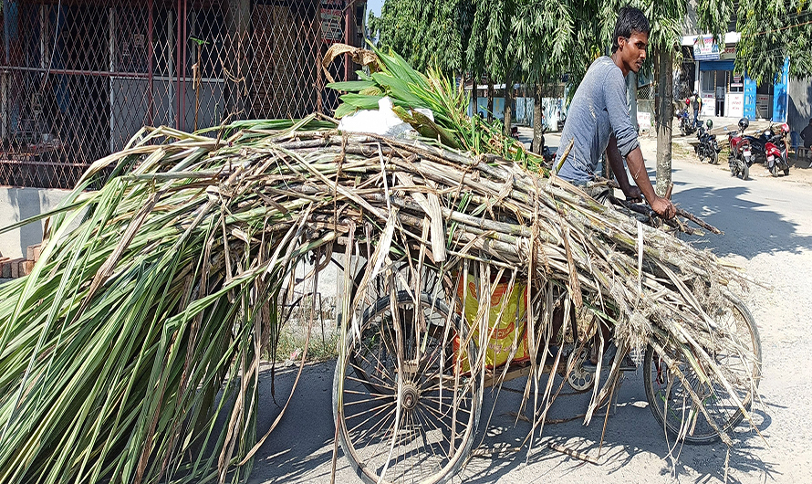 मूल्य निर्धारणको माग राख्दै उखु किसान आन्दोलित